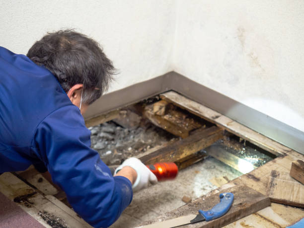 Best Office Mold Removal Services  in Republic, PA
