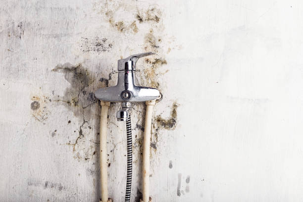 Best Fast Mold Removal  in Republic, PA