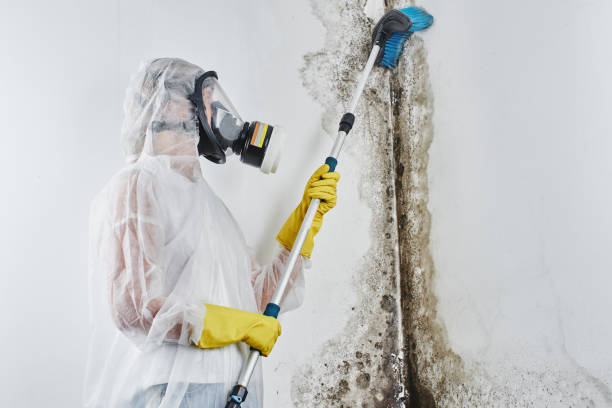 Best Crawl Space Mold Removal  in Republic, PA