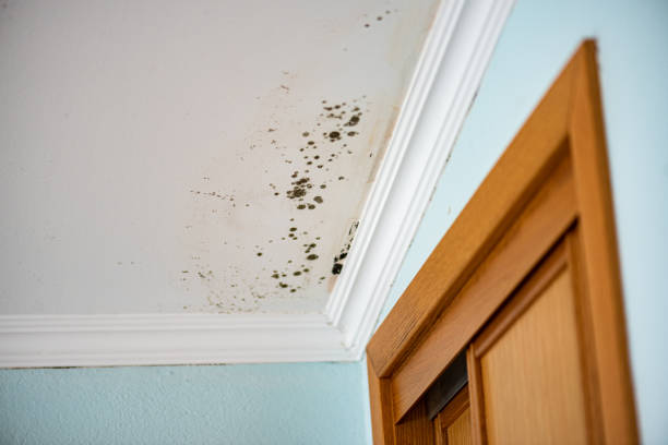 Best Mold Cleaning Services  in Republic, PA