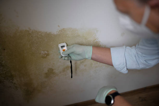 Best Attic Mold Removal  in Republic, PA