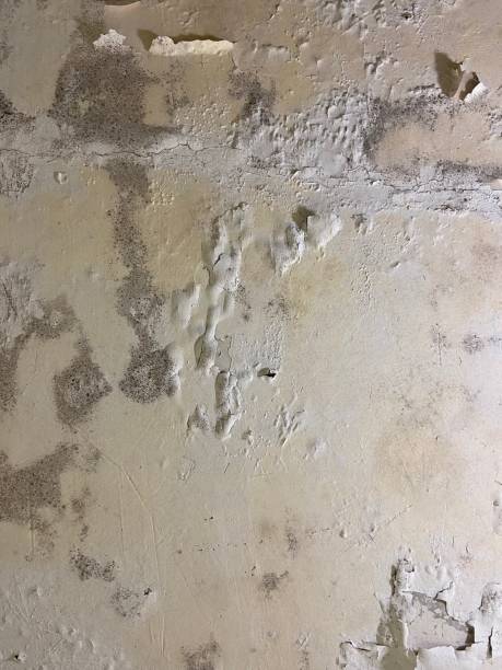 Best Fast Mold Removal  in Republic, PA