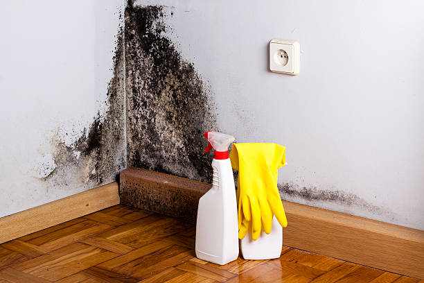 Office Mold Removal Services in Republic, PA