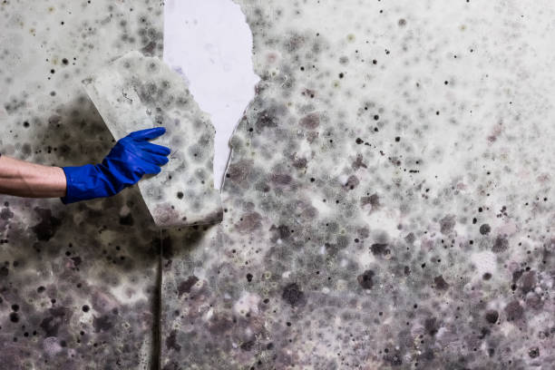 Certified Mold Removal in Republic, PA
