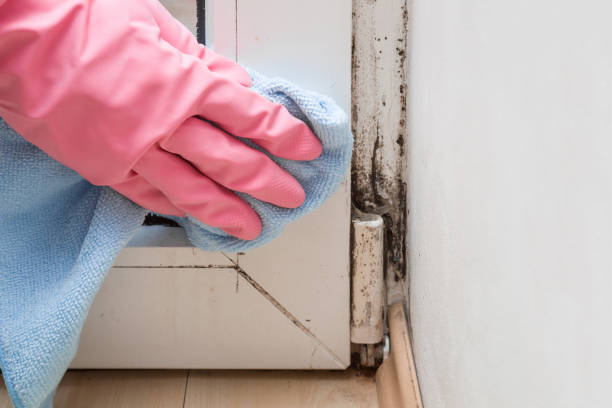 Best Crawl Space Mold Removal  in Republic, PA