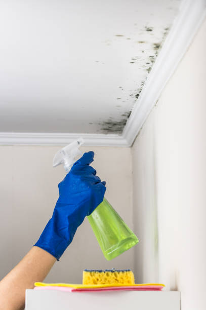 Best Certified Mold Removal  in Republic, PA